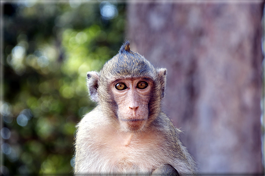 foto Thailandia e Cambogia